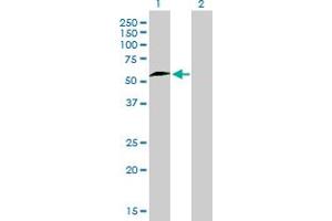 Immunohistochemistry (IHC) image for anti-Nuclear Respiratory Factor 1 (NRF1) (AA 201-286) antibody (ABIN6741525) (NRF1 抗体  (AA 201-286))
