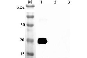 Western blot analysis using anti-IL-33 (mouse), pAb  at 1:2'000 dilution.