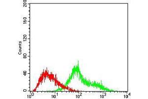 Flow cytometric analysis of Hela cells using TUBE1 mouse mAb (green) and negative control (red). (TUBE1 抗体  (AA 314-472))