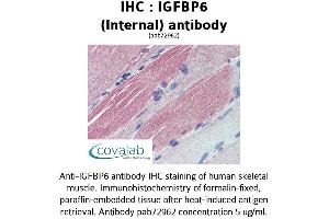 Image no. 1 for anti-Insulin-Like Growth Factor Binding Protein 6 (IGFBP6) (Internal Region) antibody (ABIN1735788) (IGFBP6 抗体  (Internal Region))