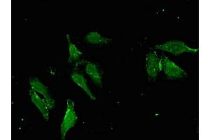 Immunofluorescence (IF) image for anti-Apolipoprotein B mRNA Editing Enzyme, Catalytic Polypeptide-Like 4 (Putative) (APOBEC4) (AA 221-367) antibody (ABIN7166683)