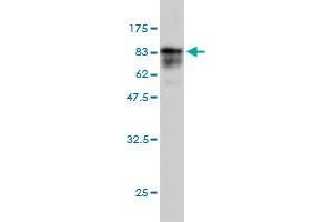 Western Blotting (WB) image for anti-Testis Expressed 13A (TEX13A) (AA 1-409) antibody (ABIN566014)