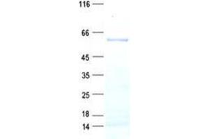 Validation with Western Blot (BEND7 Protein (His tag))