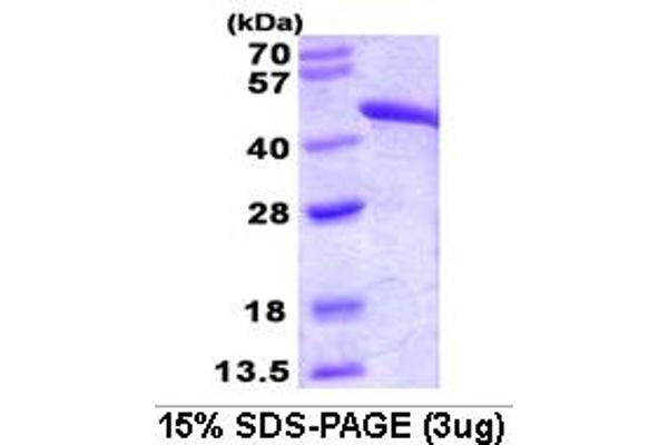 FH Protein (AA 44-510)