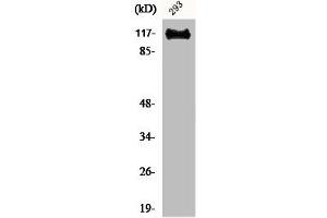 Western Blot analysis of 293 cells using BM28 Polyclonal Antibody (MCM2 抗体  (N-Term))