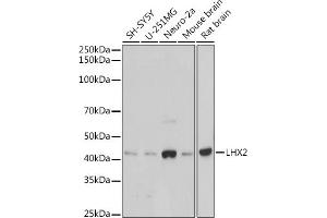 Western blot analysis of extracts of various cell lines, using LHX2 antibody (ABIN7268261) at 1:1000 dilution.