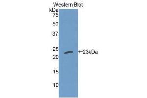 Western Blotting (WB) image for anti-Cardiotrophin 1 (CTF1) (AA 1-201) antibody (ABIN3207807) (Cardiotrophin 1 抗体  (AA 1-201))