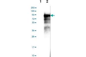 Western blot analysis of Lane 1: Negative control (vector only transfected HEK293T lysate), Lane 2: Over-expression lysate (Co-expressed with a C-terminal myc-DDK tag (~3. (BEGAIN 抗体)