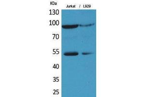Western Blotting (WB) image for anti-Endothelial PAS Domain Protein 1 (EPAS1) (Ser343) antibody (ABIN3178355) (EPAS1 抗体  (Ser343))