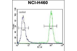 Flow cytometric analysis of NCI-H460 cells (right histogram) compared to a negative control cell (left histogram). (ZFP28 抗体  (N-Term))