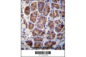 MAN2A2 Antibody immunohistochemistry analysis in formalin fixed and paraffin embedded human stomach tissue followed by peroxidase conjugation of the secondary antibody and DAB staining. (MAN2A2 抗体  (AA 767-796))