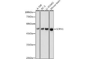 Western blot analysis of extracts of various cell lines, using SCRN1 antibody (ABIN7270175) at 1:1000 dilution. (Secernin 1 抗体)