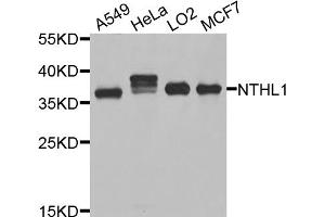 Western blot analysis of extracts of various cell lines, using NTHL1 antibody (ABIN5995463) at 1/1000 dilution. (Nth Endonuclease III-Like 1 (NTHL1) 抗体)