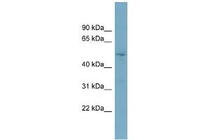 WB Suggested Anti-TOM1L2 Antibody Titration: 0. (TOM1L2 抗体  (Middle Region))