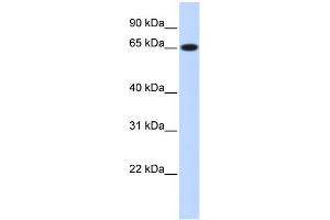 WB Suggested Anti-RPN1 Antibody Titration:  0. (RPN1 抗体  (Middle Region))
