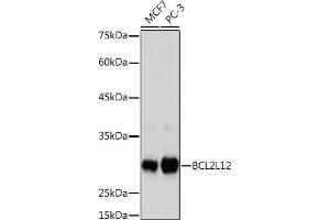 Western blot analysis of extracts of various cell lines, using BCL2L12 Rabbit mAb (ABIN7265864) at 1:1000 dilution. (BCL2L12 抗体)