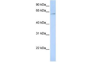 EIF3EIP antibody used at 1 ug/ml to detect target protein. (EIF3L 抗体  (N-Term))