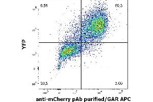 Flow cytometry surface staining pattern of HEK293T/17 cells co-transfected with mCherry/GPI and YFP/GPI constructs stained using anti-mCherry Purified rabbit polyclonal antibody (concentration in sample 2 μg/mL, GAR APC). (mCherry 抗体)