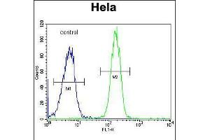 Flow cytometric analysis of Hela cells (right histogram) compared to a negative control cell (left histogram). (GALNT5 抗体  (N-Term))