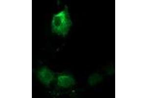 Anti-TACC3 mouse monoclonal antibody (ABIN2453828) immunofluorescent staining of COS7 cells transiently transfected by pCMV6-ENTRY TACC3 (RC210754). (TACC3 抗体)