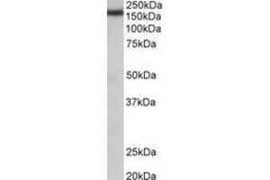 Image no. 1 for anti-Zinc Finger, CCHC Domain Containing 11 (ZCCHC11) (AA 830-844) antibody (ABIN1105101) (ZCCHC11 抗体  (AA 830-844))