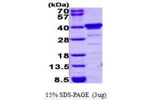 Biliverdin Reductase A (BLVRA) (AA 3-296) peptide