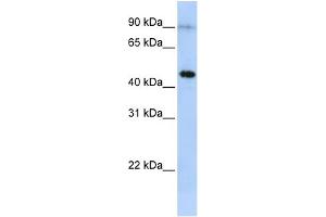 WB Suggested Anti-EPX Antibody Titration:  0. (EPX 抗体  (Middle Region))