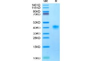 Cynomolgus LILRB4 on Tris-Bis PAGE under reduced condition.