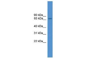 WB Suggested Anti-Atf6 Antibody Titration:  0. (ATF6 抗体  (C-Term))