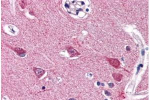 Human Brain, Cortex (formalin-fixed, paraffin-embedded) stained with VGF antibody ABIN337343 at 5 ug/ml followed by biotinylated goat anti-rabbit IgG secondary antibody ABIN481713, alkaline phosphatase-streptavidin and chromogen. (VGF 抗体  (C-Term))