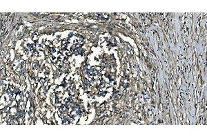 IHC analysis of GNG7 using anti-GNG7 antibody (ABIN7600508). (GNG7 抗体  (AA 2-57))