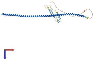 AlphaFold protein structure predicition of Human Recombinant KRT222 Protein, UniprotID Q8N1A0 (KRT222 Protein (AA 1-295) (His tag))