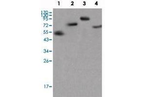 Western blot analysis using IgG (Fc) monoclonal antibody, clone 4A10  against different fusion proteins with human IgG(Fc specific) tag.