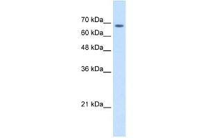 WB Suggested Anti-TM9SF1 Antibody Titration:  2. (TM9SF1 抗体  (Middle Region))