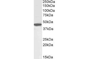 ABIN571163 (1µg/ml) staining of HepG2 cell lysate (35µg protein in RIPA buffer). (OCT4 抗体  (Internal Region))