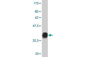 Western Blot detection against Immunogen (36.