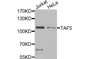 Western blot analysis of extracts of Jurkat and HeLa placenta cells, using TAF5 antibody. (TAF5 抗体)