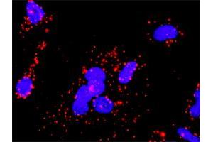 Proximity Ligation Analysis of protein-protein interactions between PRKCB and CHUK. (PKC beta 抗体  (AA 1-671))