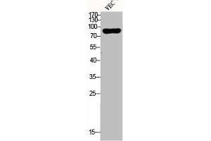 Western Blot analysis of VEC cells using Dyrk1A Polyclonal Antibody (DYRK1A 抗体  (N-Term))