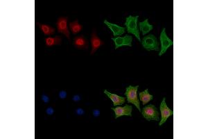 ABIN6258121 and ABIN6275068 staining HepG2 cells by IF/ICC. (POLD3 抗体  (C-Term))