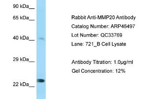 WB Suggested Anti-MMP20 Antibody Titration:  0.