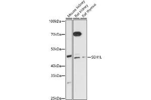 Western blot analysis of extracts of various cell lines, using SEH1L antibody (ABIN7270189) at 1:1000 dilution. (SEH1L 抗体)