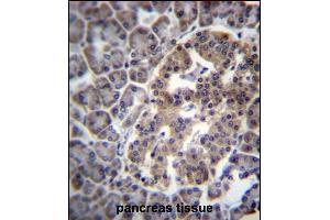 DNAJC14 Antibody (Center) (ABIN657070 and ABIN2846233) immunohistochemistry analysis in formalin fixed and paraffin embedded human pancreas tissue followed by peroxidase conjugation of the secondary antibody and DAB staining. (DNAJC14 抗体  (AA 184-213))