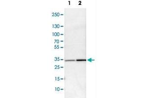Western Blot analysis of Lane 1: NIH-3T3 cell lysate (mouse embryonic fibroblast cells) and Lane 2: NBT-II cell lysate (Wistar rat bladder tumor cells) with MAPRE1 polyclonal antibody . (MAPRE1 抗体)