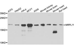 Western blot analysis of extracts of various cell lines, using MRPL11 antibody (ABIN1876210) at 1:1000 dilution. (MRPL11 抗体)