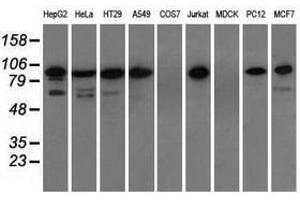 Image no. 3 for anti-Transforming, Acidic Coiled-Coil Containing Protein 3 (TACC3) antibody (ABIN1498100) (TACC3 抗体)