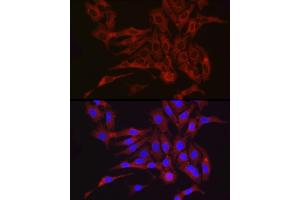 Immunofluorescence (IF) image for anti-Furin (Paired Basic Amino Acid Cleaving Enzyme) (FURIN) (AA 120-370) antibody (ABIN6140815)