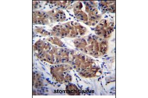 PCDHGC5 Antibody (Center) (ABIN656266 and ABIN2845579) immunohistochemistry analysis in formalin fixed and paraffin embedded human stomach tissue followed by peroxidase conjugation of the secondary antibody and DAB staining. (PCDHGC5 抗体  (AA 499-526))