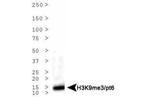 Western Blotting (WB) image for anti-Histone 3 (H3) (H3K9me3), (pThr6) antibody (ABIN5706788)