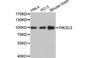 Western blot analysis of extracts of various cell lines, using PIK3C3 antibody. (PIK3C3 抗体)